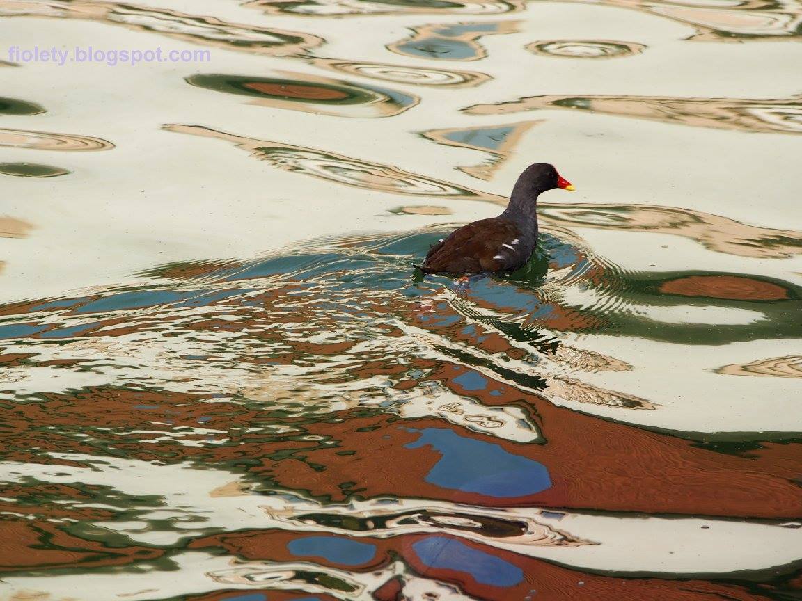 Kolory życia Kokoszka