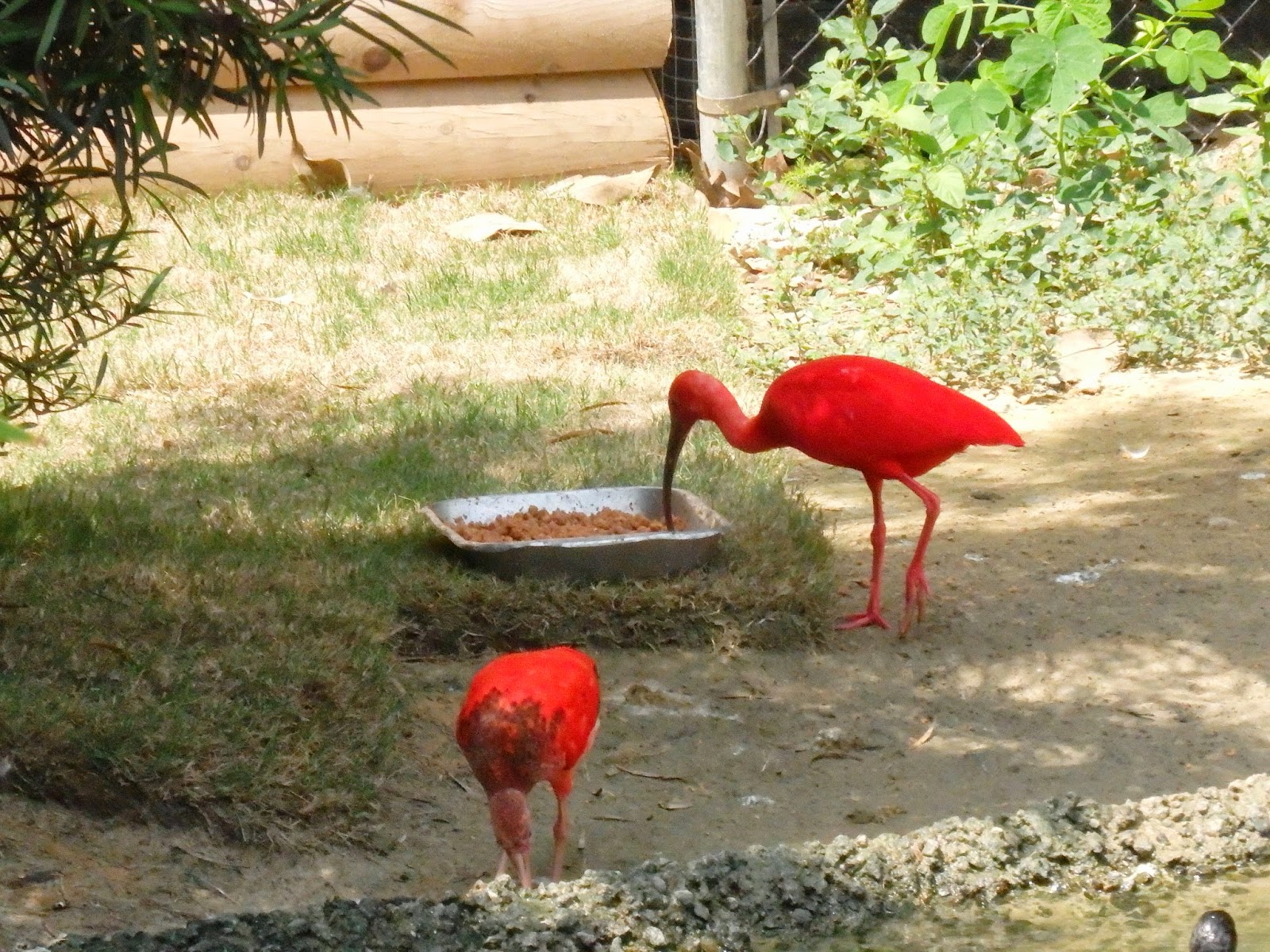2 On the Road Sylvan Heights Bird Park Scotland Neck, NC