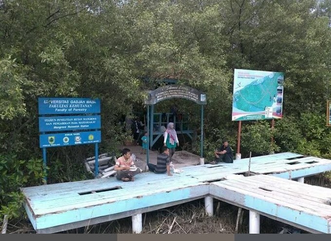 Suasana dan Kondisi Hutan Mangrove Pemalang