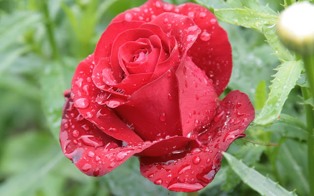Flores Rojas Despues de la Lluvia