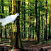White Pigeon Forest Escape