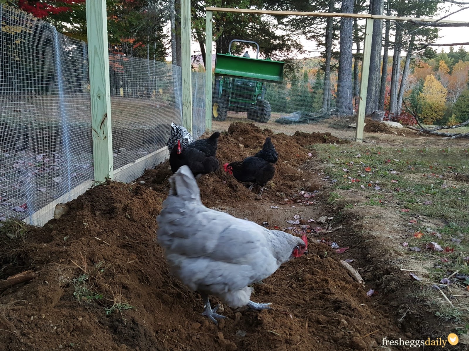 How to Build a PredatorProof Chicken Run Fresh Eggs Daily® with Lisa