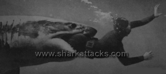 John debbie ford shark attack scuba #10