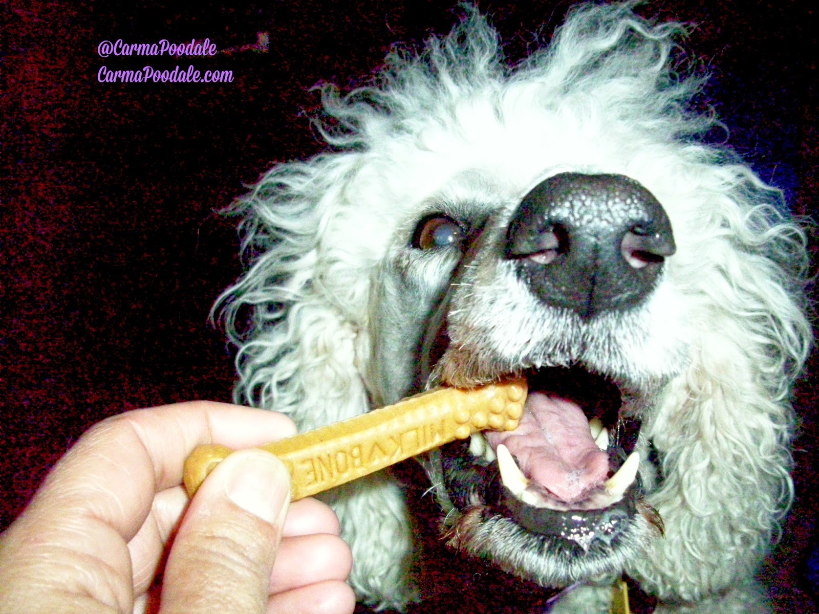 Giving treat to a dog 