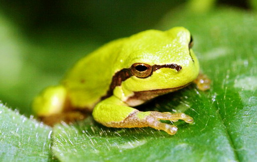 SUBHANALLAH, Ternyata Suara Katak Adalah Bacaan Tasbih