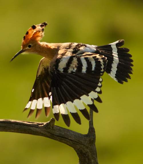 Common hoopoe Birds of India Bird World