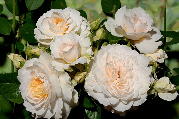 Nadine Xella-Ricci rose сорт розы фото  