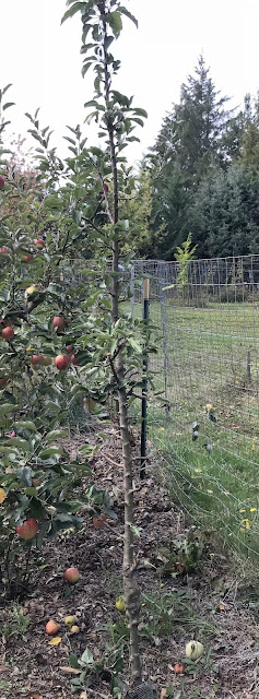 apple%2Bnorth%2Bpole%2B1.jpg