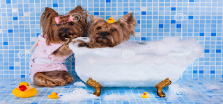 yorshire terrier al baño los yorkshire terrier tomando un baño en la tina