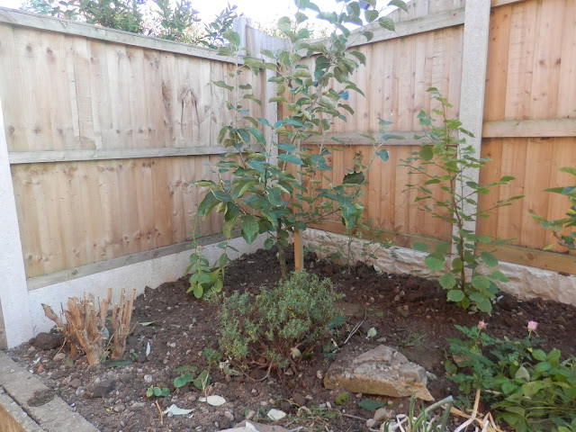 Diary of a permaculture (ish) garden, September and October 2018. From UK garden blogger secondhandsusie.blogspot.com #ukpermaculture #ukgardenblogger #suburbangarden #gardening