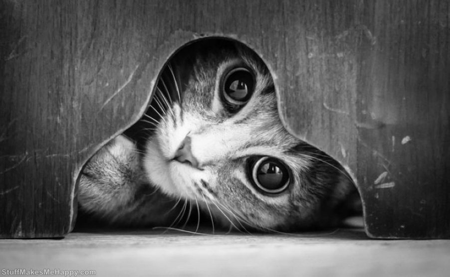Black-And-White Pictures of Cats, Personifying Their Mysterious Life