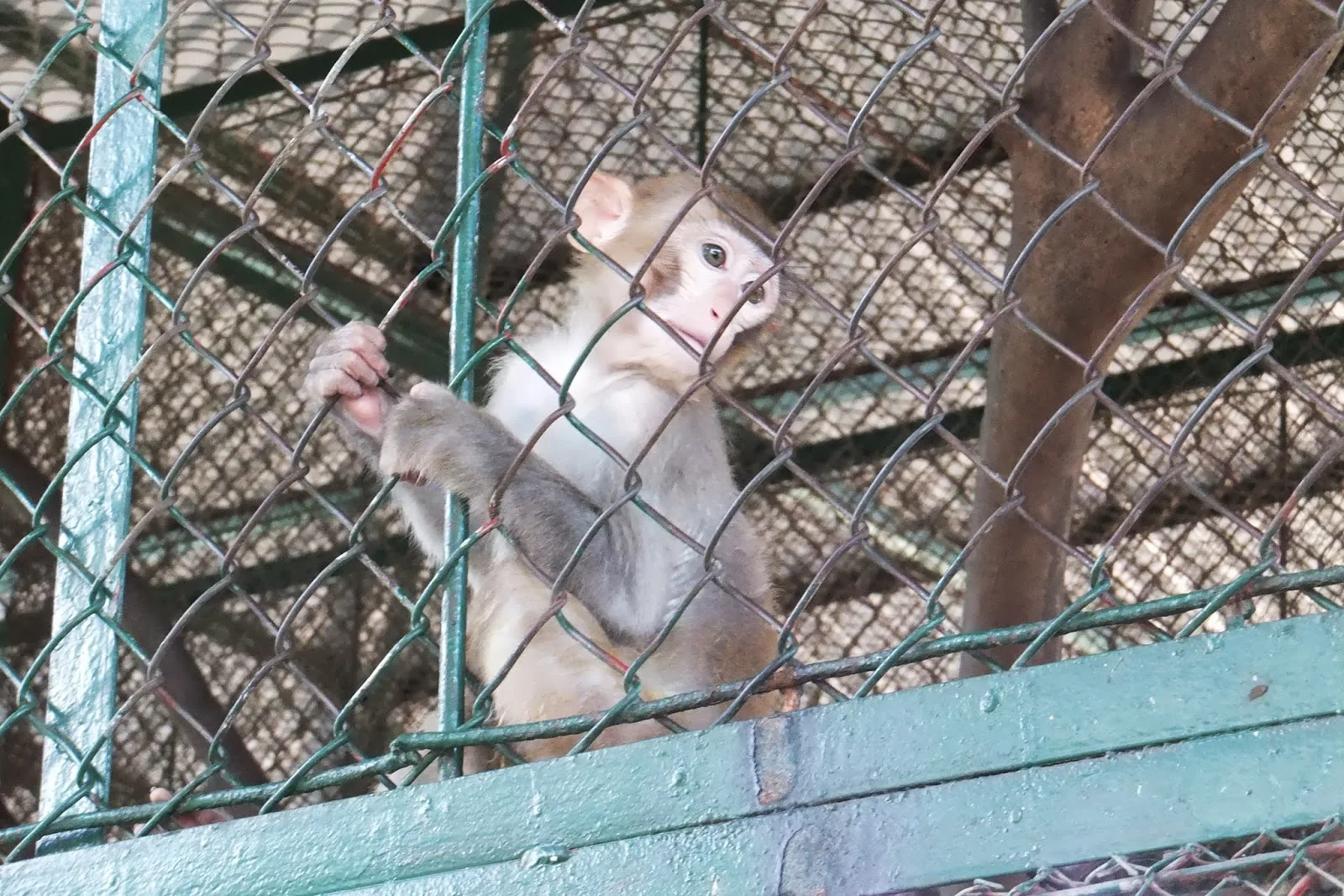 hanoi-zoo-monkey ハノイ動物園の猿2