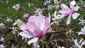 magnolia, pink magnolia