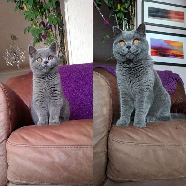 фото кота в 3 месяца и 3 года