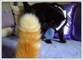 Friday Fluffers with The B Team @BionicBasil® Parsley's Best Blooper Week 2