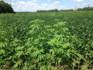 giant ragweed escapes in soybean