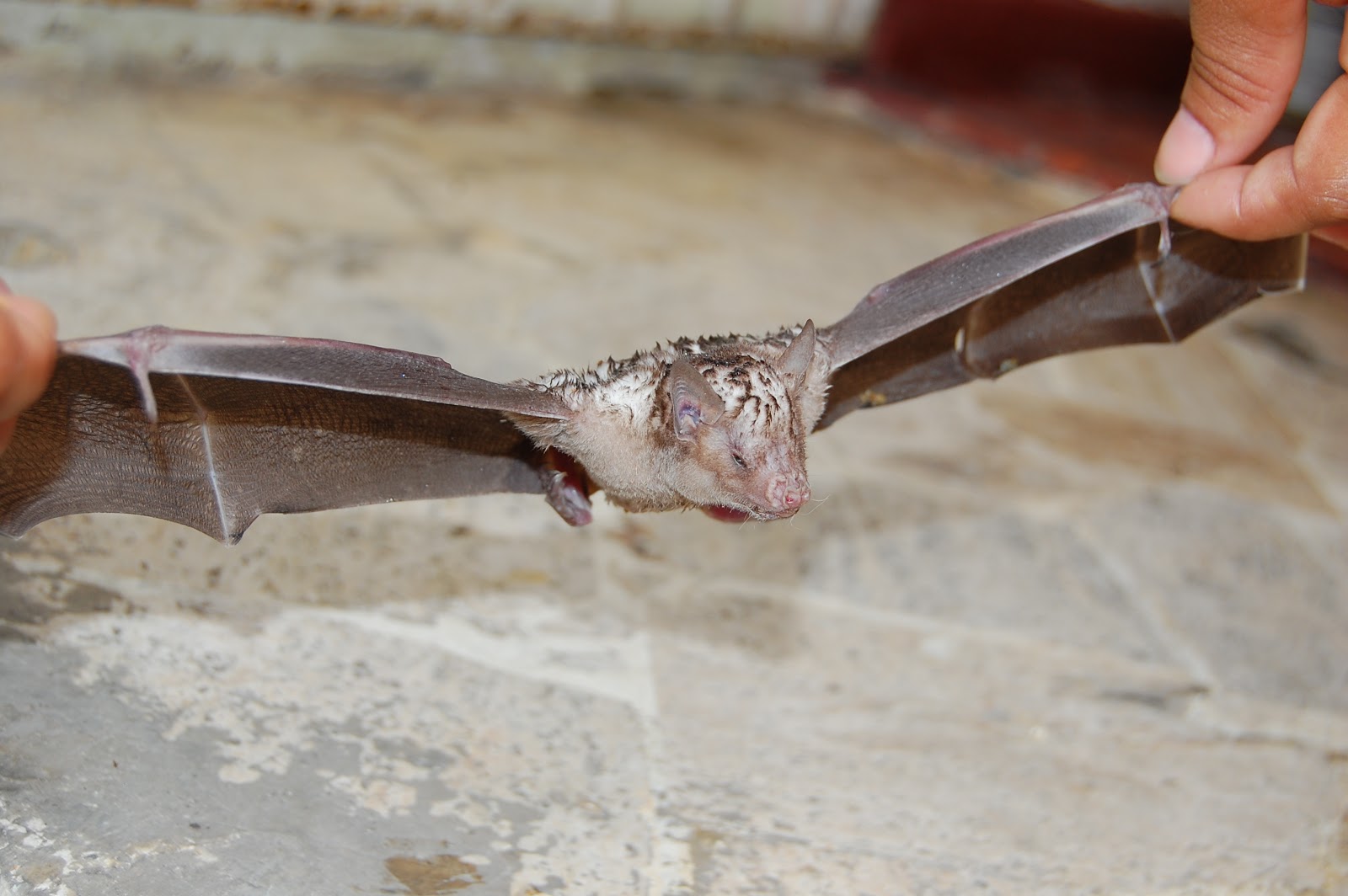 Espacio dedicado a la naturaleza Murciélago de Poey (Phyllonycteris poeyi)