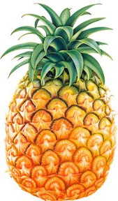 Piña Foto de una piña entera - Fruta