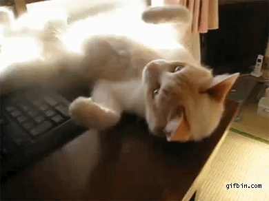 Funny cats - part 214, cat gifs, cat gif, adorable cat gifs