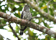 Indian Cuckoo_2011