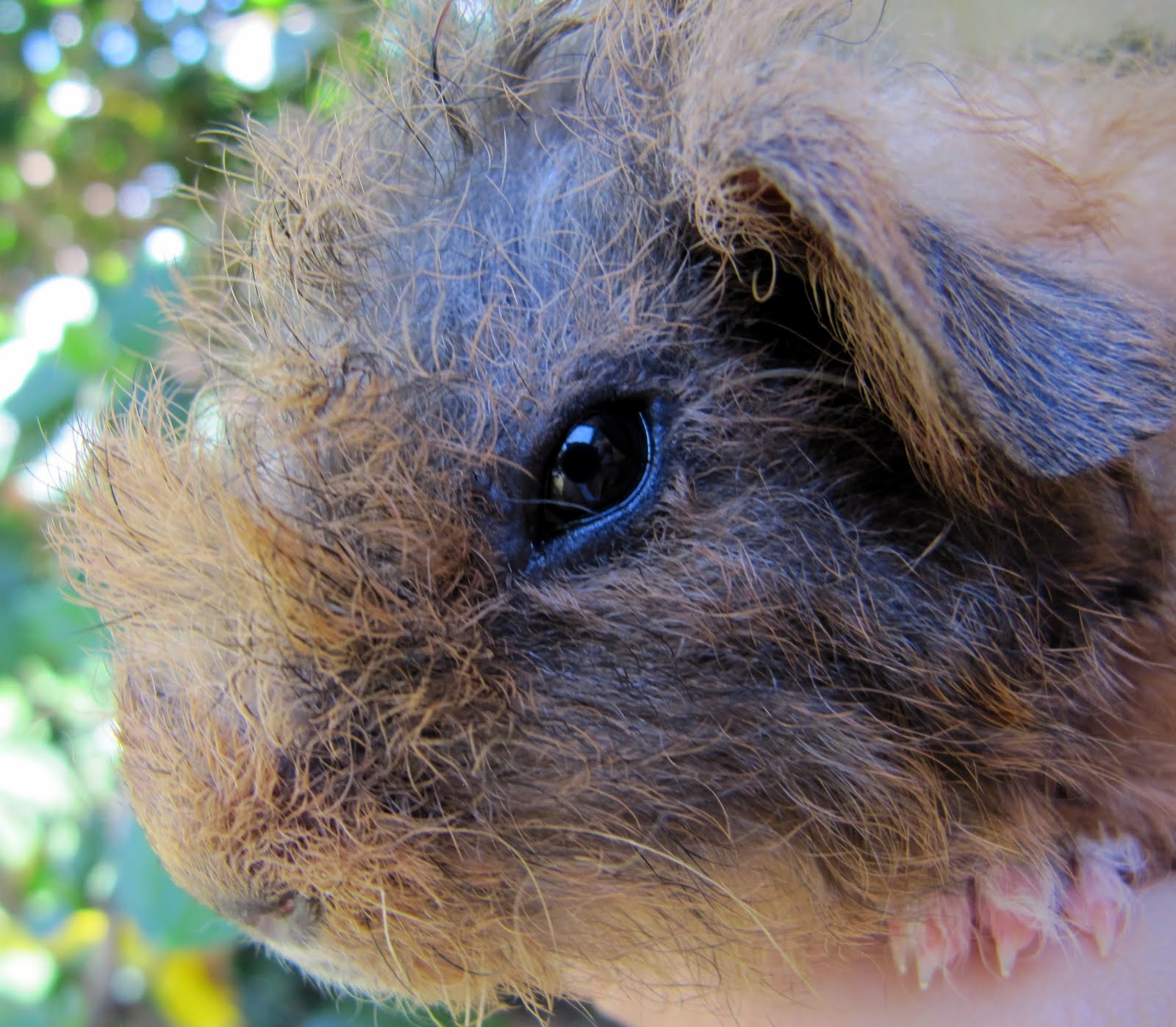 All Things Guinea Pig Mite treatment progress