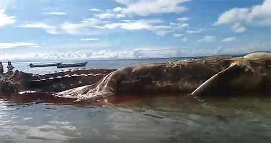 Misteriosa criatura gigante morta em  ilha da Indonésia - será um Kraken