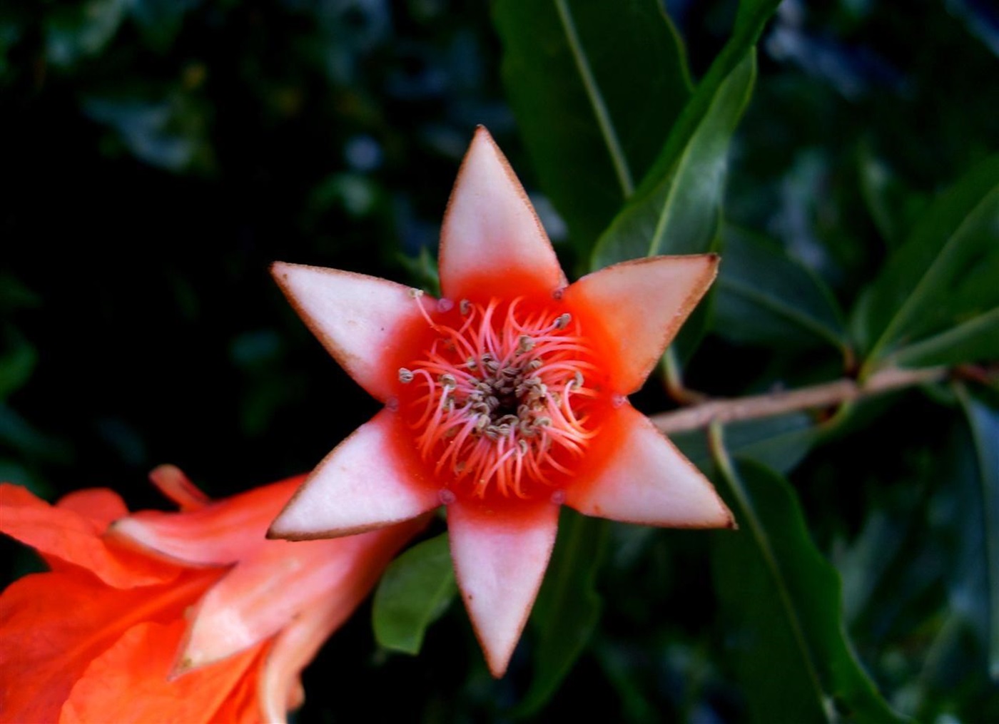 Blog do Edu Ambiental: Novembro 2010