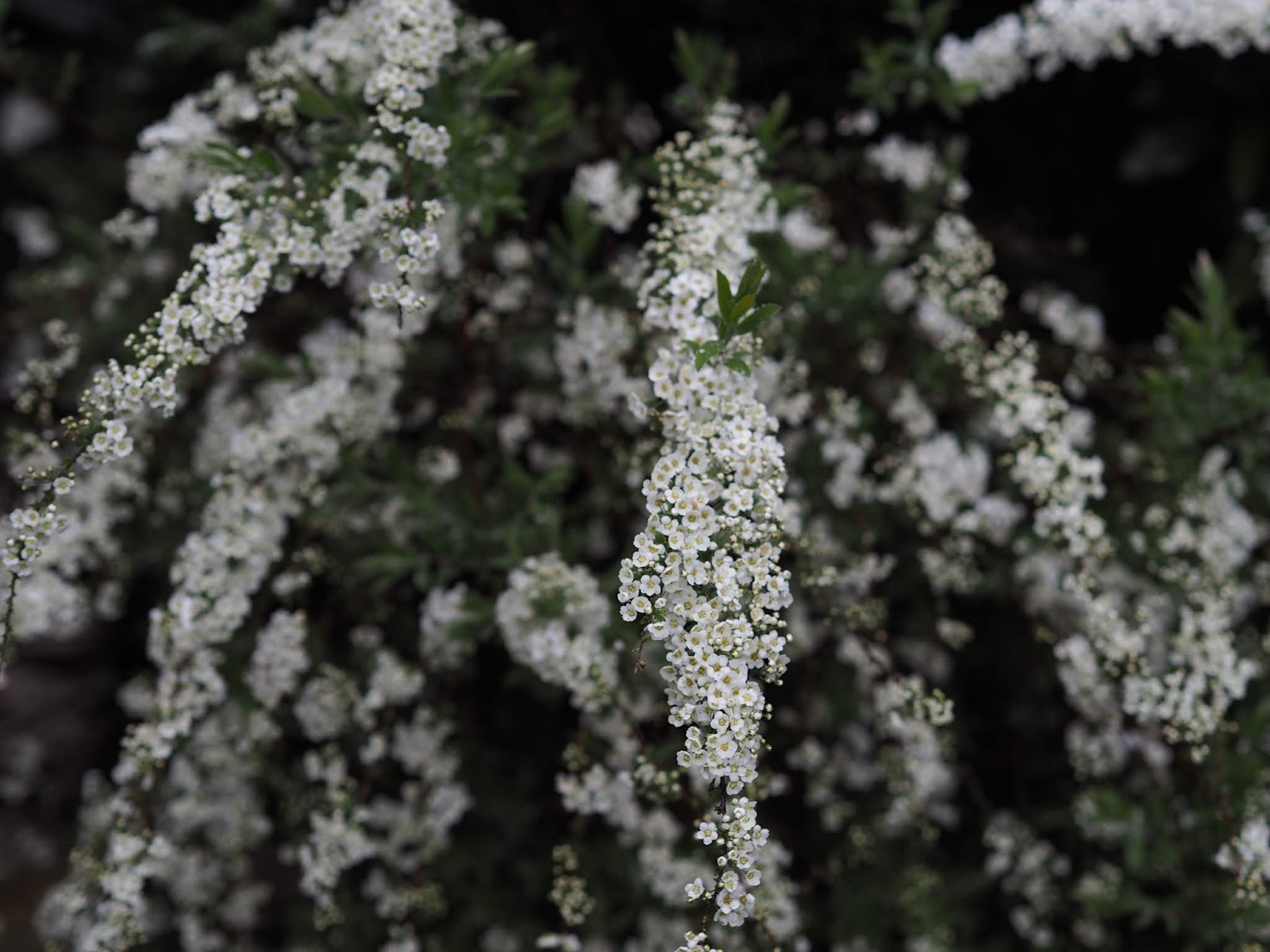 Spiree Du Japon Snowmound Spiraea Japonica Snowmound Godet