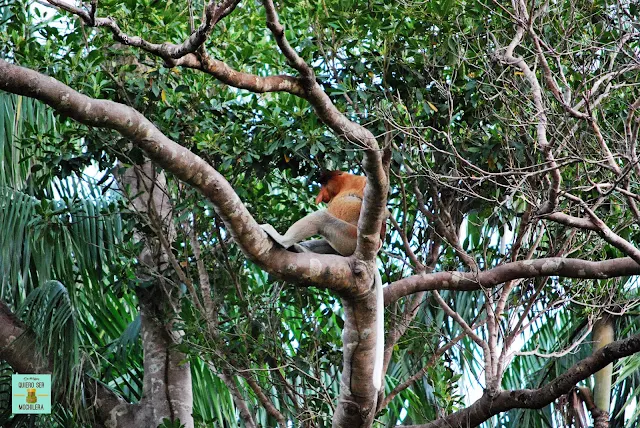 Mono Proboscis en Parque Nacional de Bako (Borneo, Malasia)
