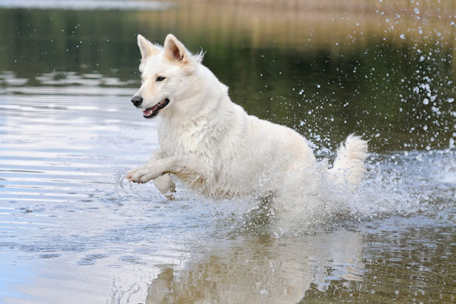 Why de-bunking outdate dog training ideas can backfire, and to do instead. Photo shows white German Shepherd playing in a pond.