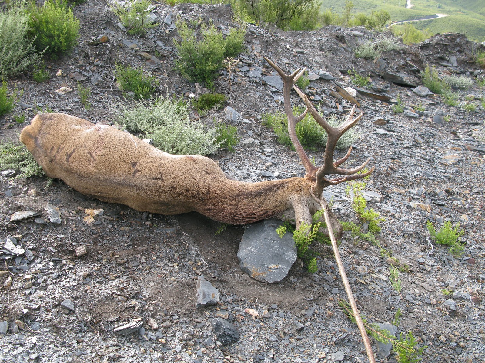 2012-2013 Piezas Cazadas en las Reservas de León: Ciervo No Medallable
