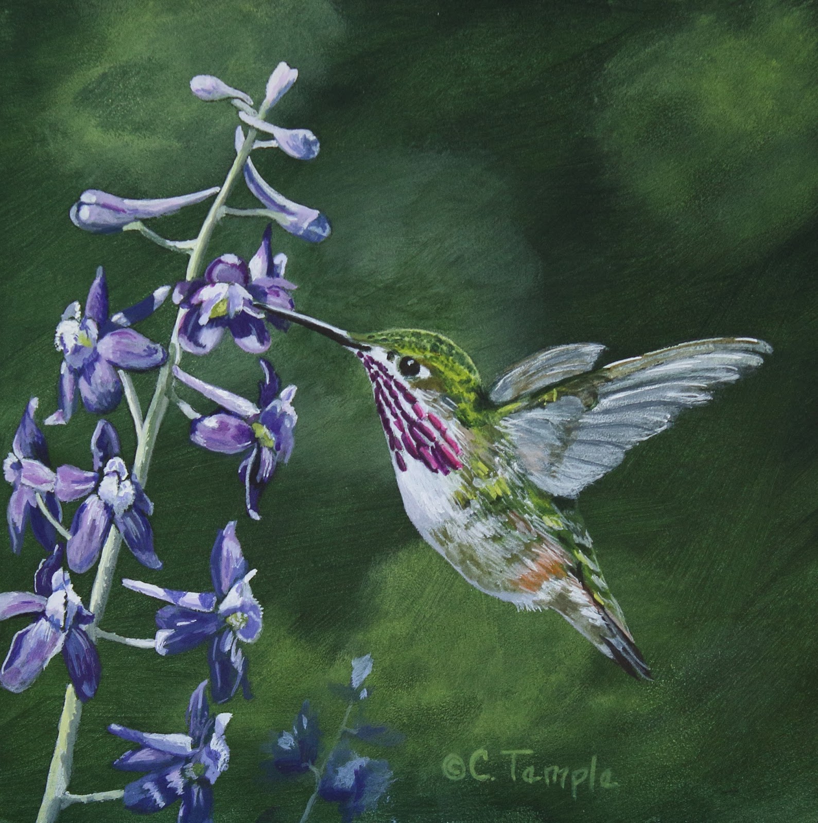 Catherine Temple Hummingbird Series Calliope Hummingbird