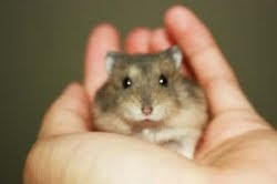 Hamster for Sale Online