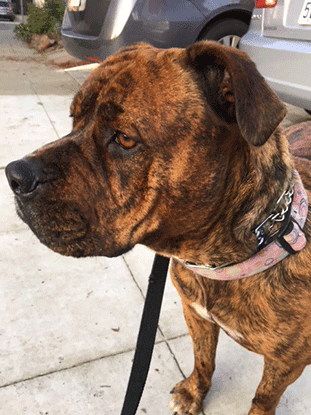 Adopter Ella - Pitbull/Mastiff -blanding | Hunde giver os alt