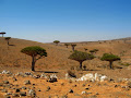 Socotra Botanic Garden