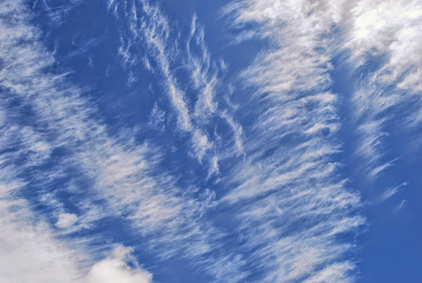 Daily Sunbeams olhar para cima. às