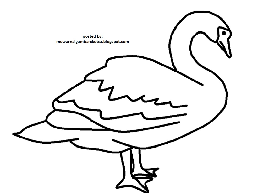 54+ Koleksi Kekinian Sketsa Gambar Hewan Unggas