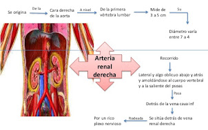 arteria renal derecho