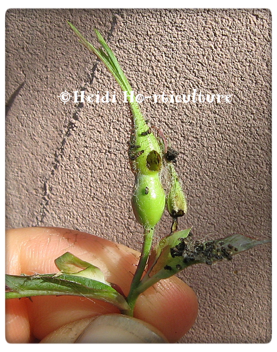 Heidi Horticulture Cnaemidophorus rhododactyla Larvae Eating Rose Buds