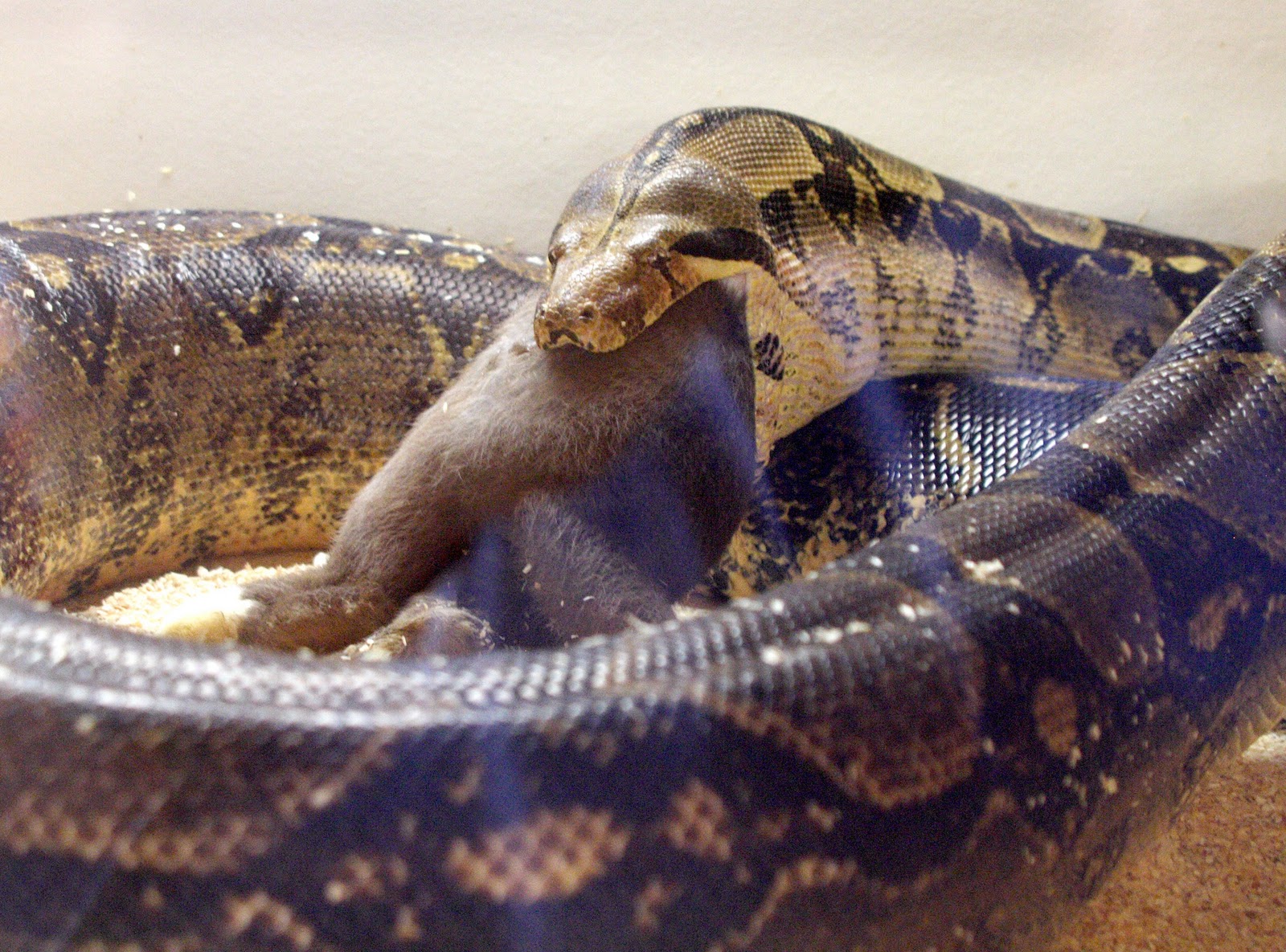 Сон змея ест змею. Анаконда змея. Змея Анаконда заглатывает питона. Питон Анаконда змея ест. Анакрлна питон.