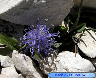Flore du Mont Ventoux Flore du Mont Ventoux