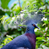   Due to the demise of the Dodo, the mantle of the world’s largest pigeon was passed on to the Victoria Crowned.  If you associate pigeons w...