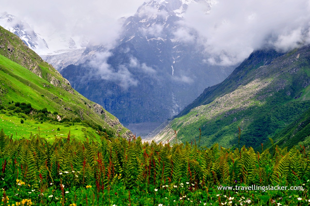 From Travelling Slacker... Valley Of Flowers: Into No Man's Land
