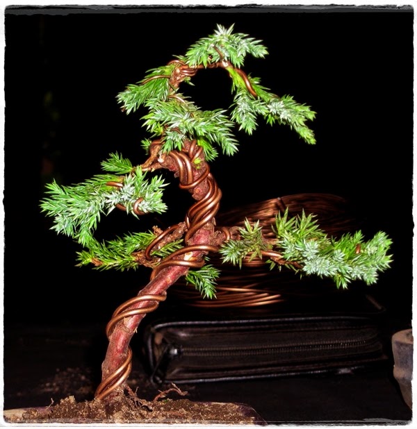 cara membuat dan merawat bonsai