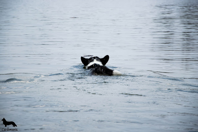 Jezioro Białe welsh corgi cardigan jezioro białe, jezioro, pies pływa, piesbiba, kąpieli, z psem nad jeziorem, podróże z psem, z psem nad jeziorem
