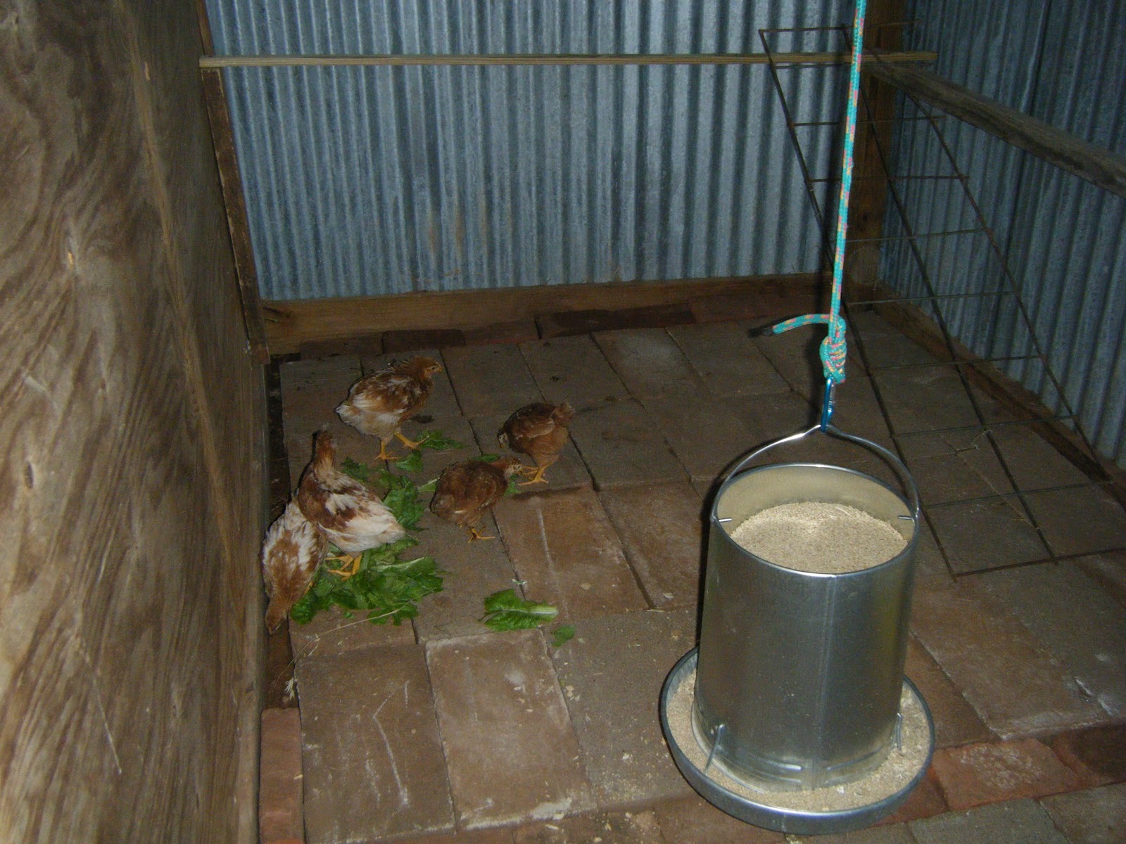 Windy Acres Diary Chickens Have New Home