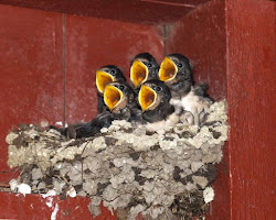 Baby birds