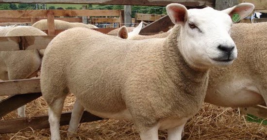 Petunjuk Wol  Dari  Genom Domba  Bulu Ovis aries