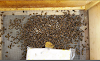 Χειρισμοί για ανοιχτούς πάτους μελισσιών στο κρύο: Εμπειρίες παλιών και μερικοί κίνδυνοι...