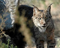 lince iberici